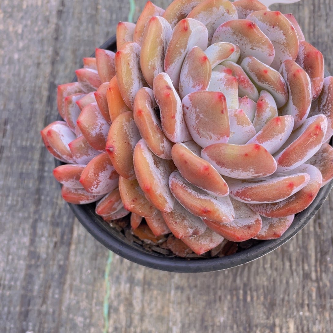 9号 超大母本石榴籽