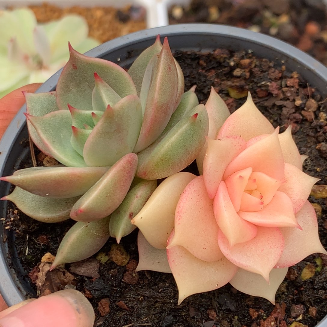 阴阳锦j j j j j j