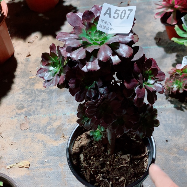 红酒杯法师多肉小颗507