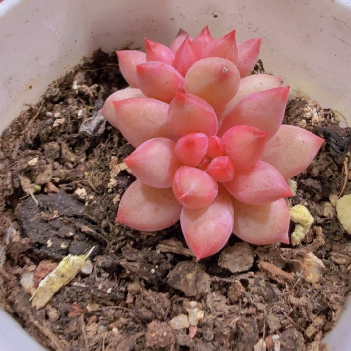 虞姬美人双头一颗