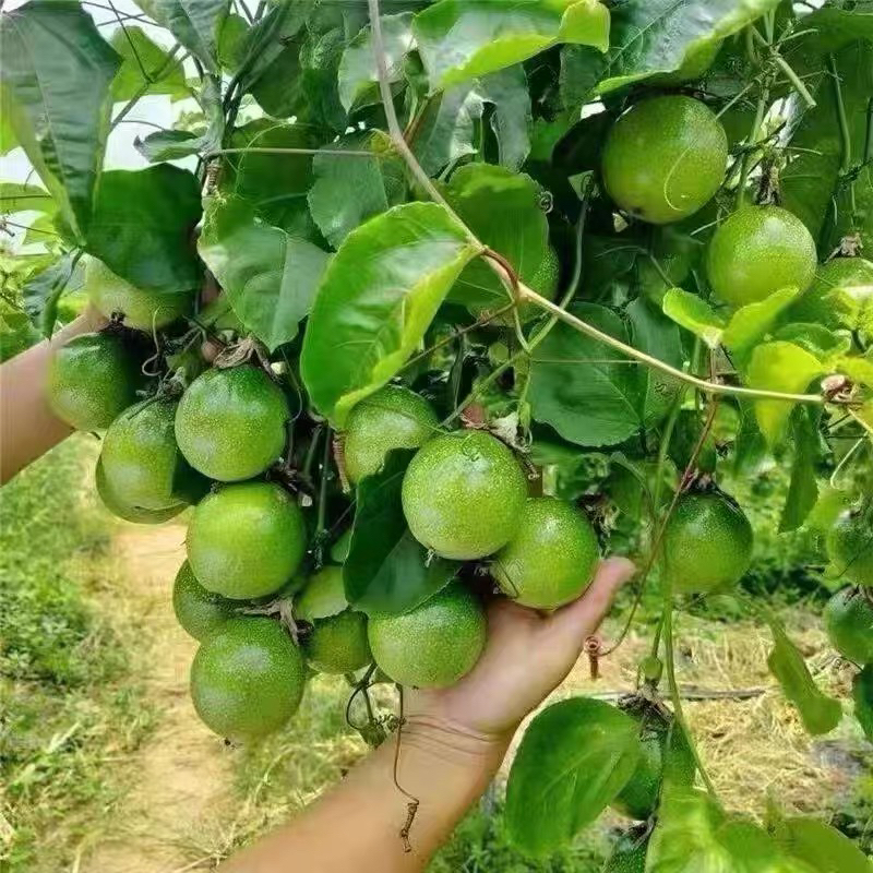 精选纯甜黄金9号带土带叶四季盆栽庭院种植
