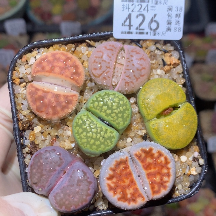 精品生石花224.426