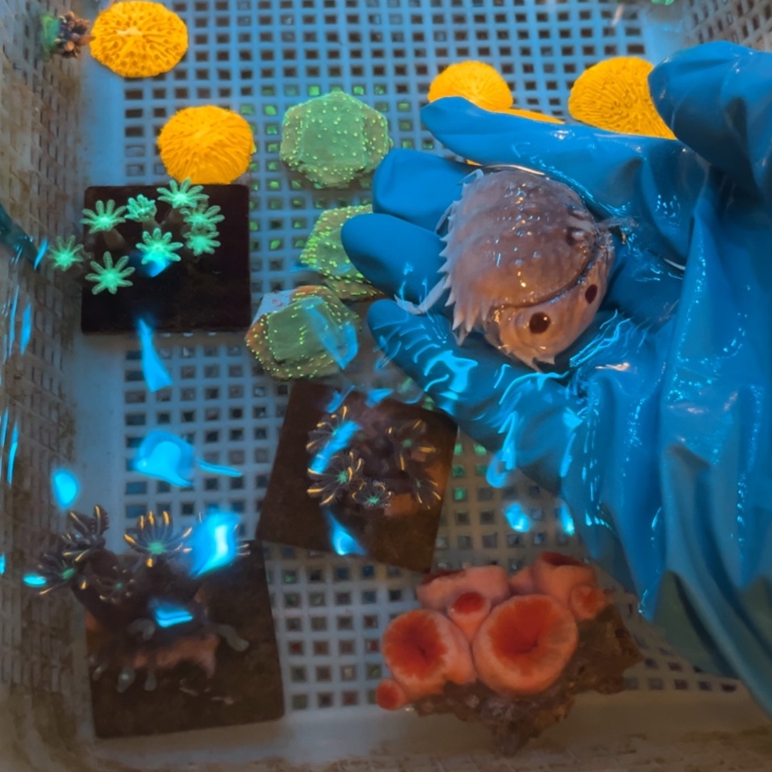 花***哥奶嘴海葵面包蟹1111111