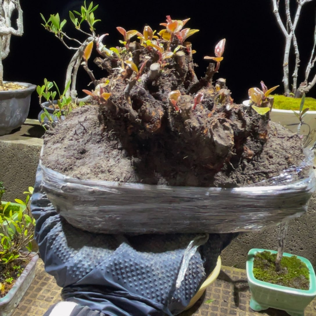 当前无花朵，栽培后可花朵