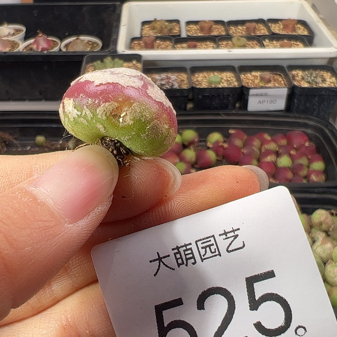 一物一拍           525