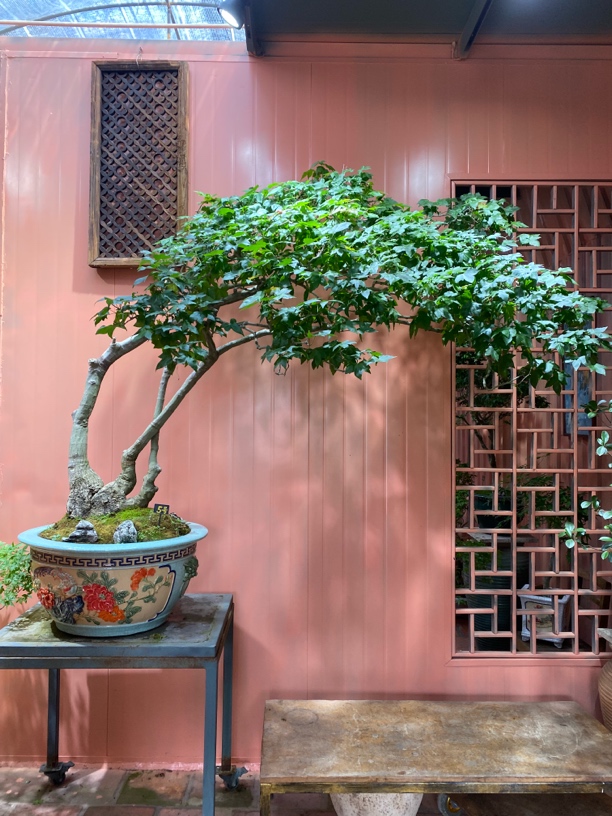 海岛石枫大品合集（一物一拍，以直播间为准）