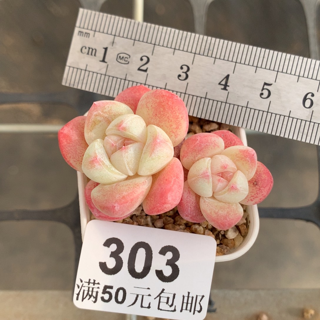 303双头小树冠服5
