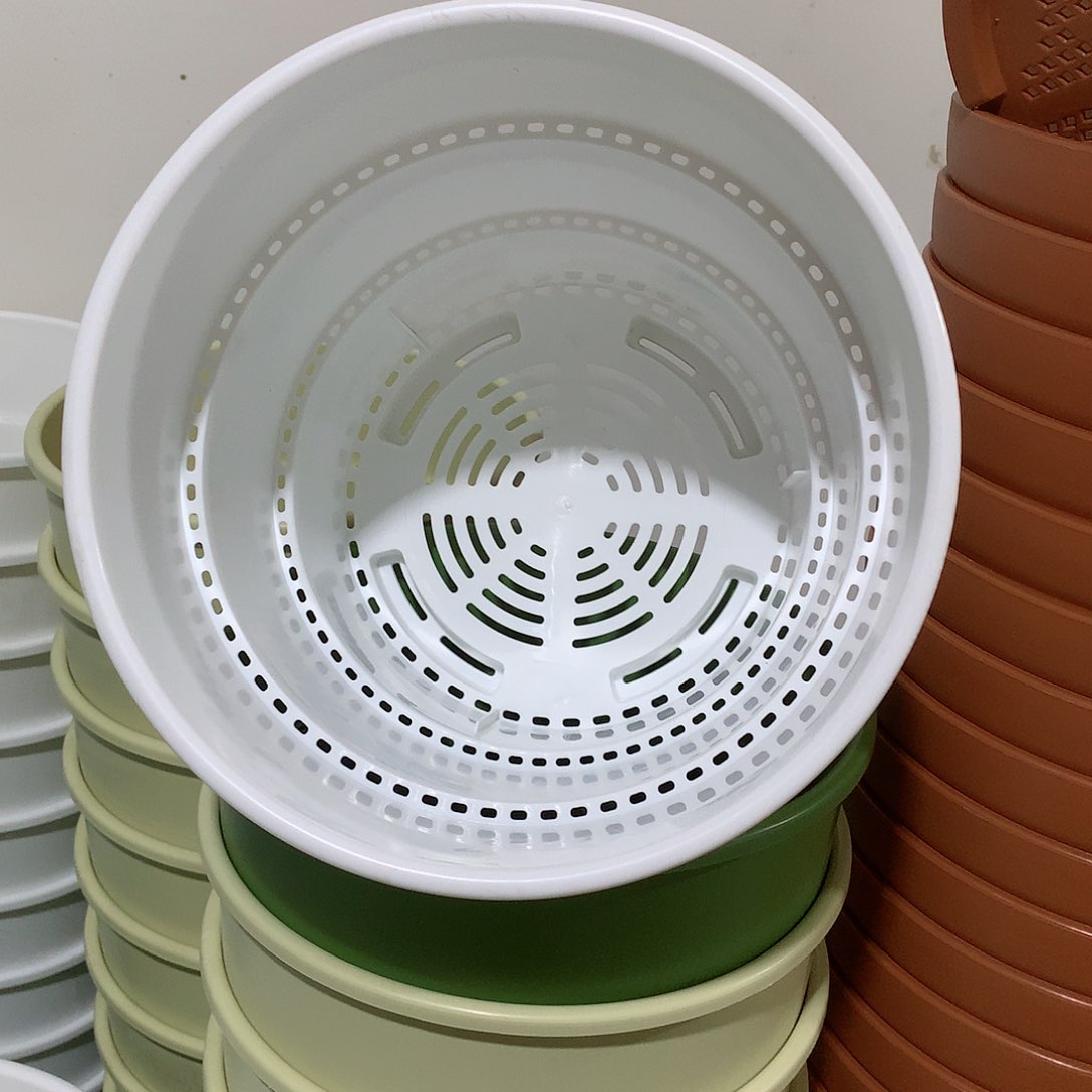 竹节口22白4个无托