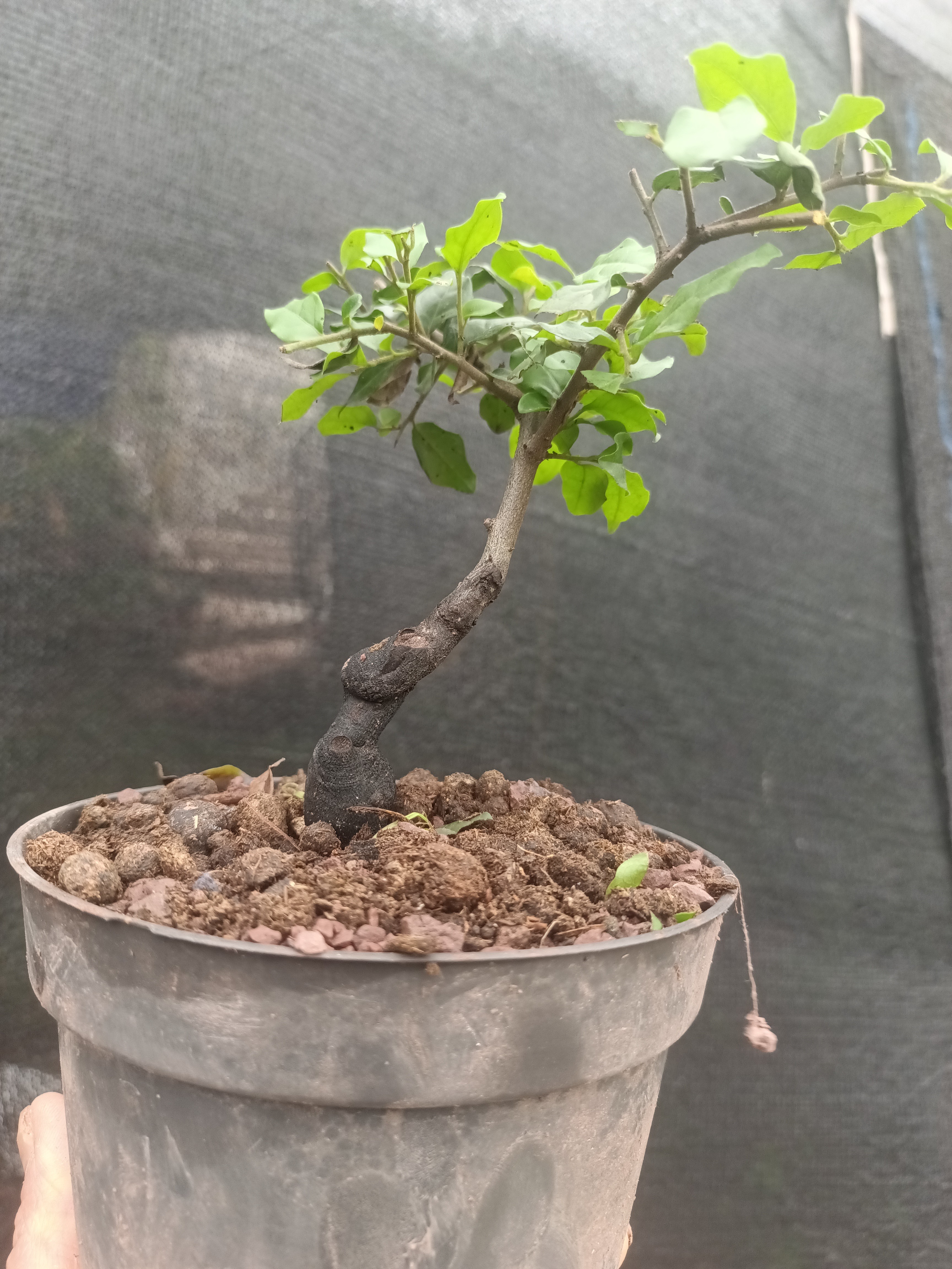 金弹子盆景一物一拍此价格为福利品不支持退换货以拍实物为准中方