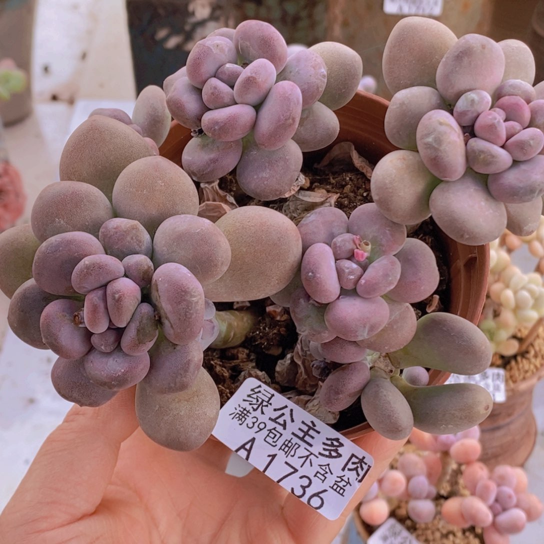 月美人散拼1736多肉酱 