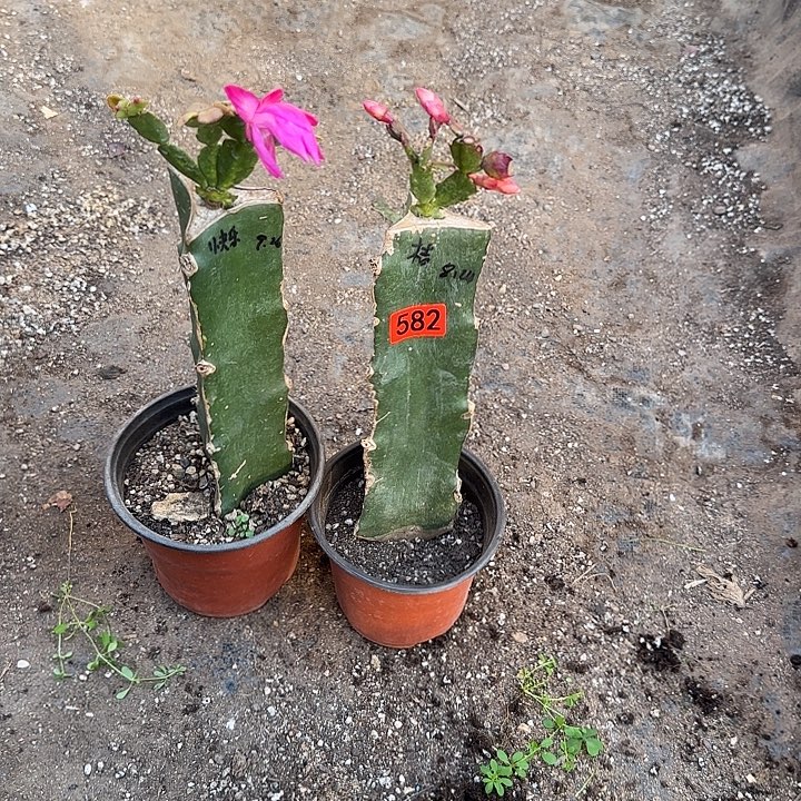 583+582嫁接蟹爪兰：爱丽丝+快乐
