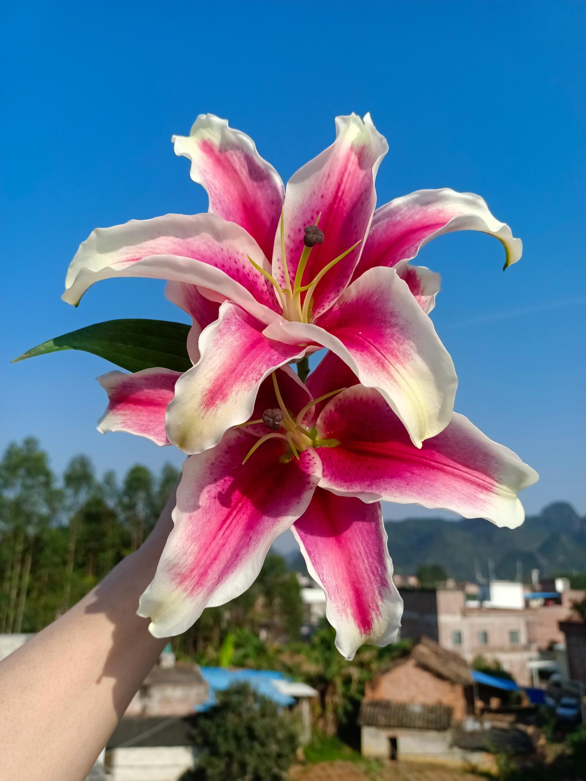 国王百合 粉红百合  一头4支4朵  云南基地鲜花家养水养