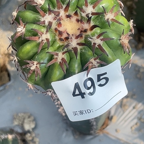 用****1495号袖蒲苗接猫爪圆盘玉