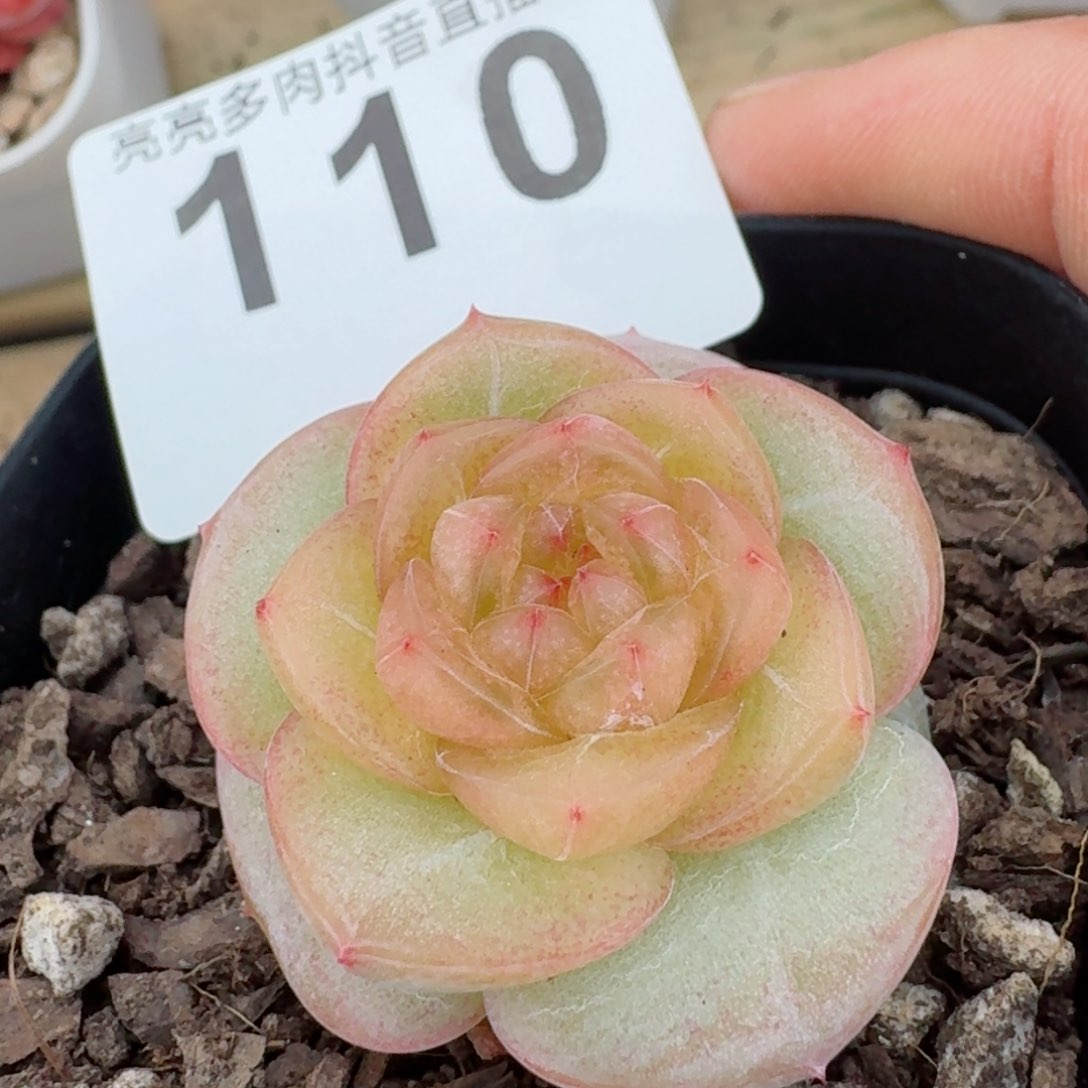 黄桃         精品多肉