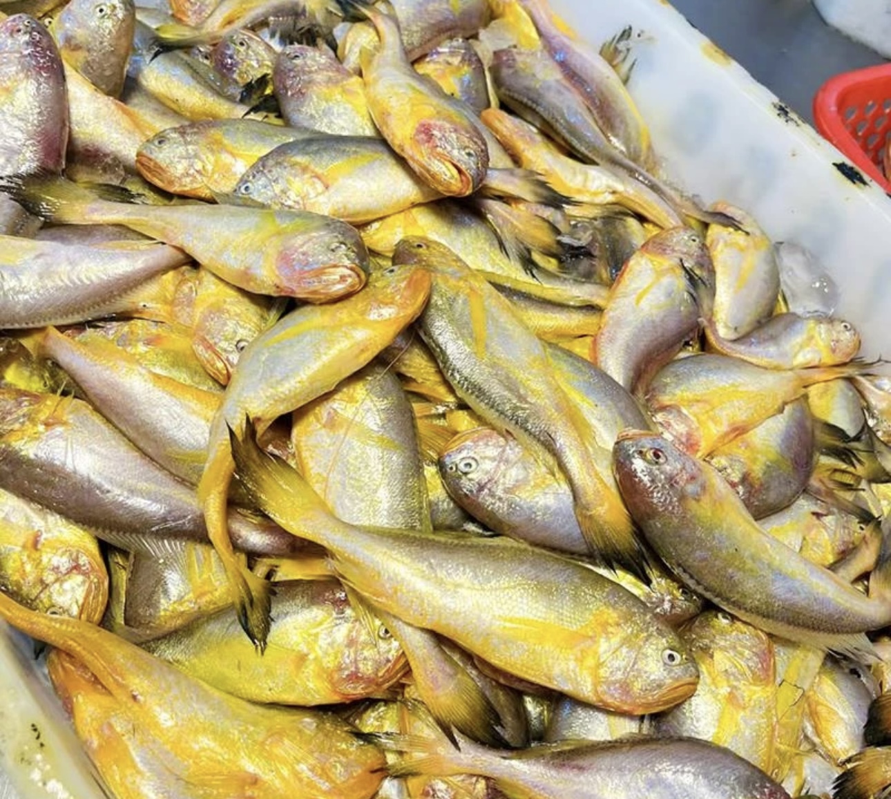 舟山野生细眼梅童鱼顺丰包邮，一斤35条左右，净重4斤 建议小勿拍