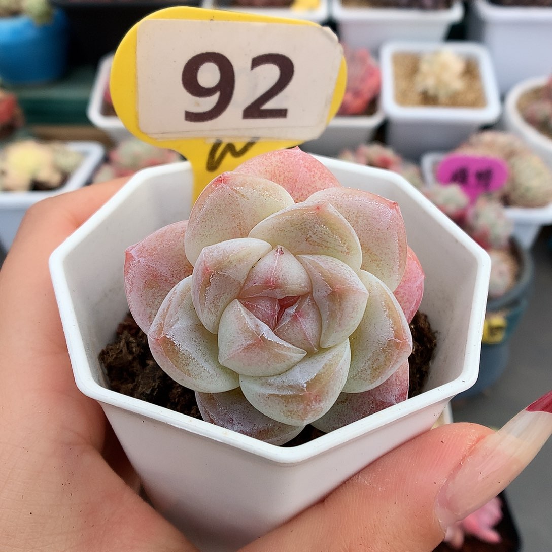 92老桩双头草莓冰玉多肉植物