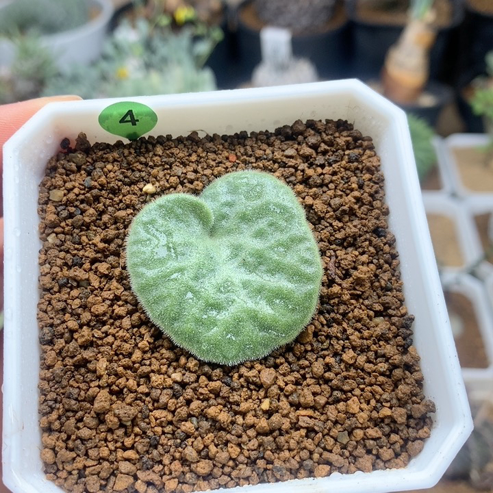 猪耳朵奇峰锦多肉带盆