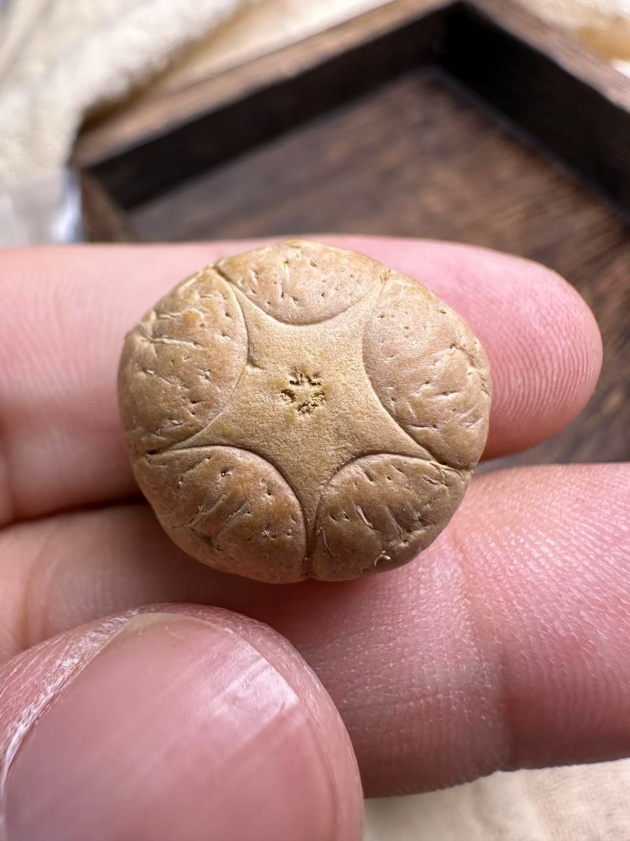 尼泊尔凤眼菩提，25年新籽，五星单颗一物一图19.3