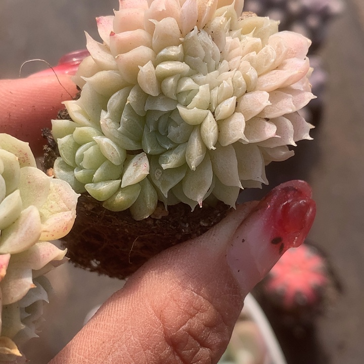 白月影子缀 一物一拍。