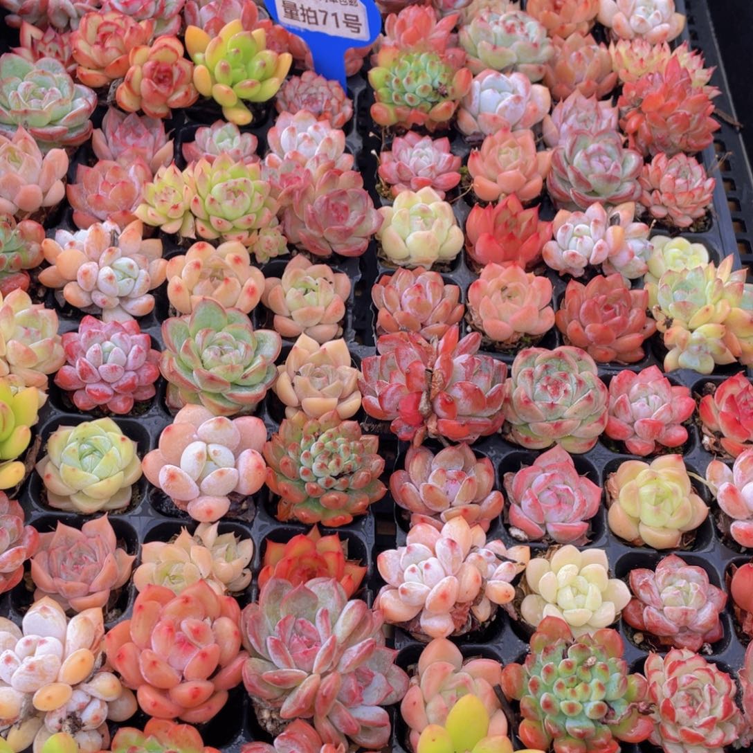 量拍71号 精品小可爱组合20个