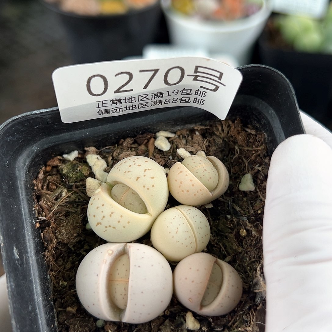 好养易活生石花大母本0270