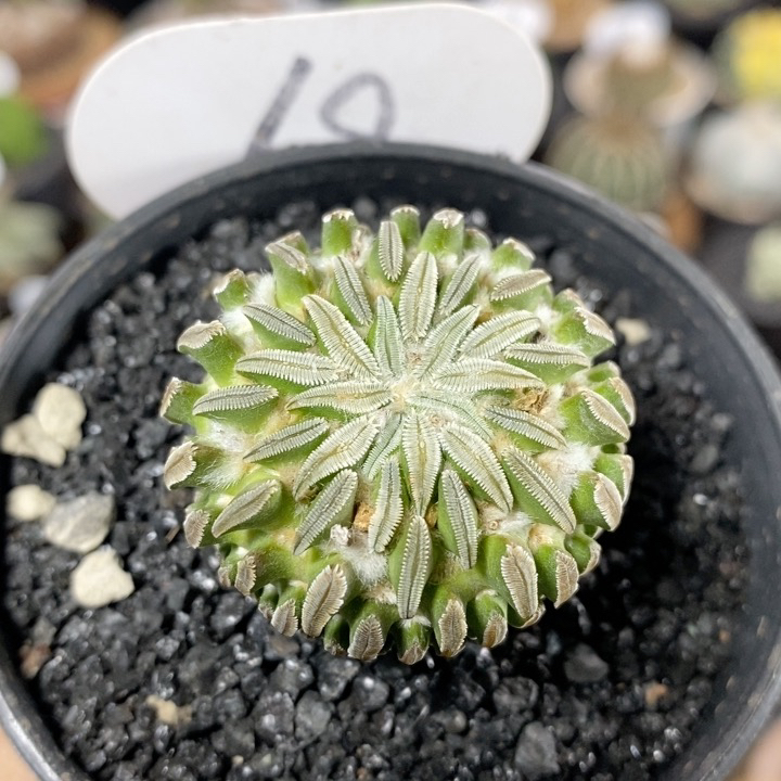 仙人球块根一物一拍 68号实生精巧丸3.7cm