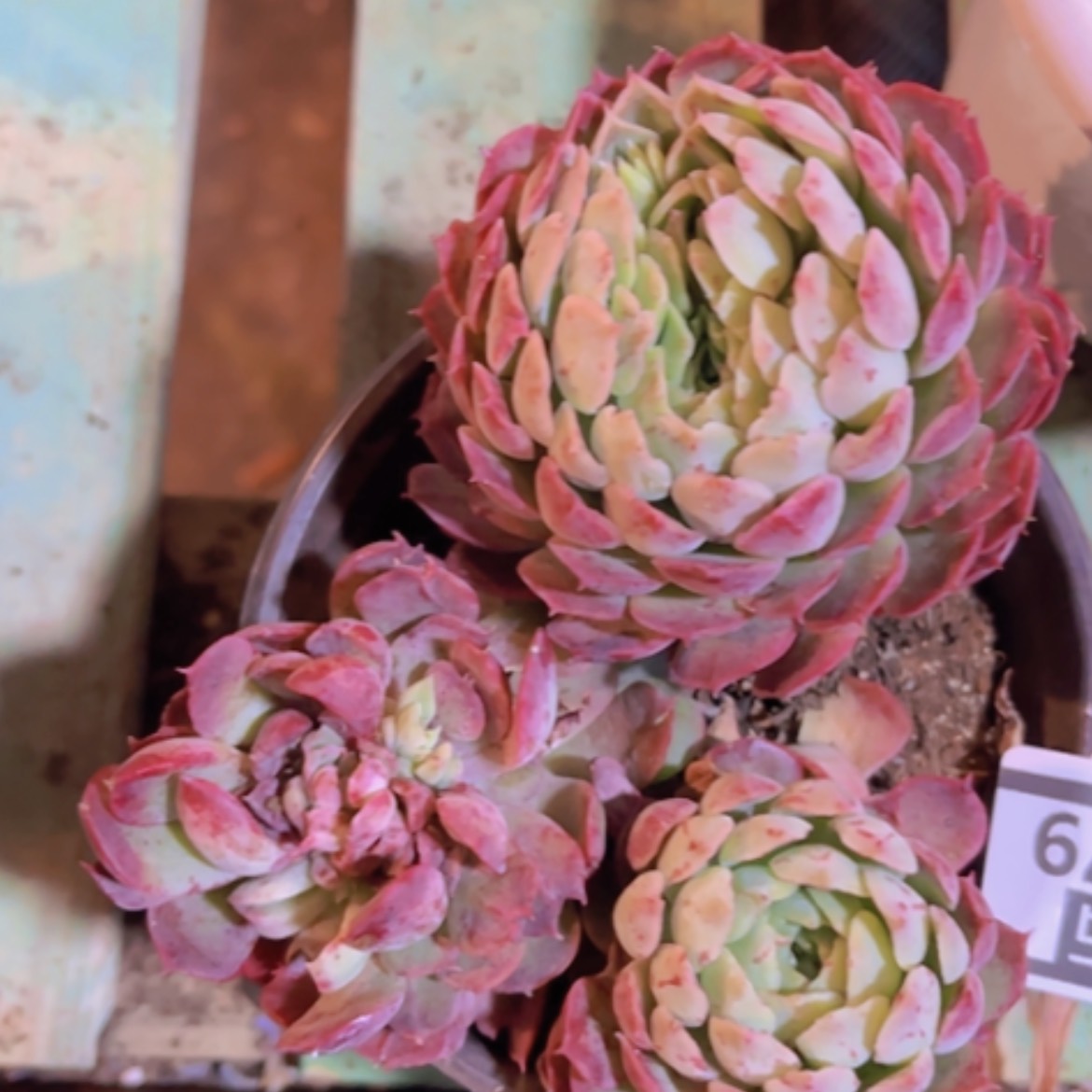 【闪购商品】朱砂痣缀17279