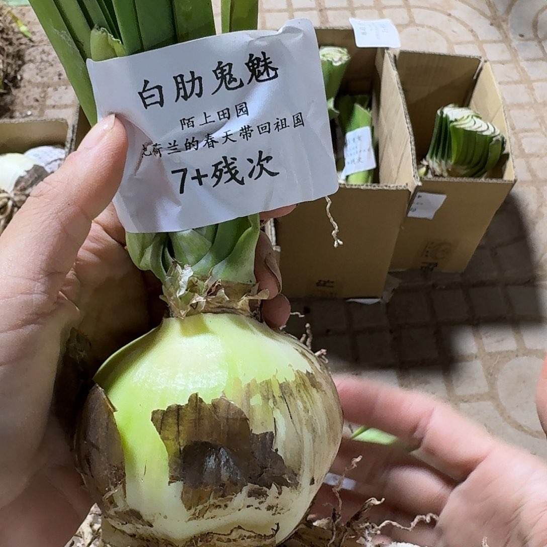 白勒鬼魅7cm开花球版次包对版不包养护