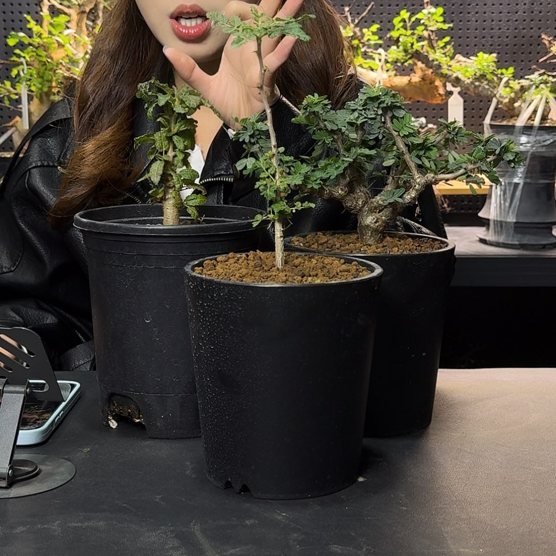 三颗小苗一组带盆发货