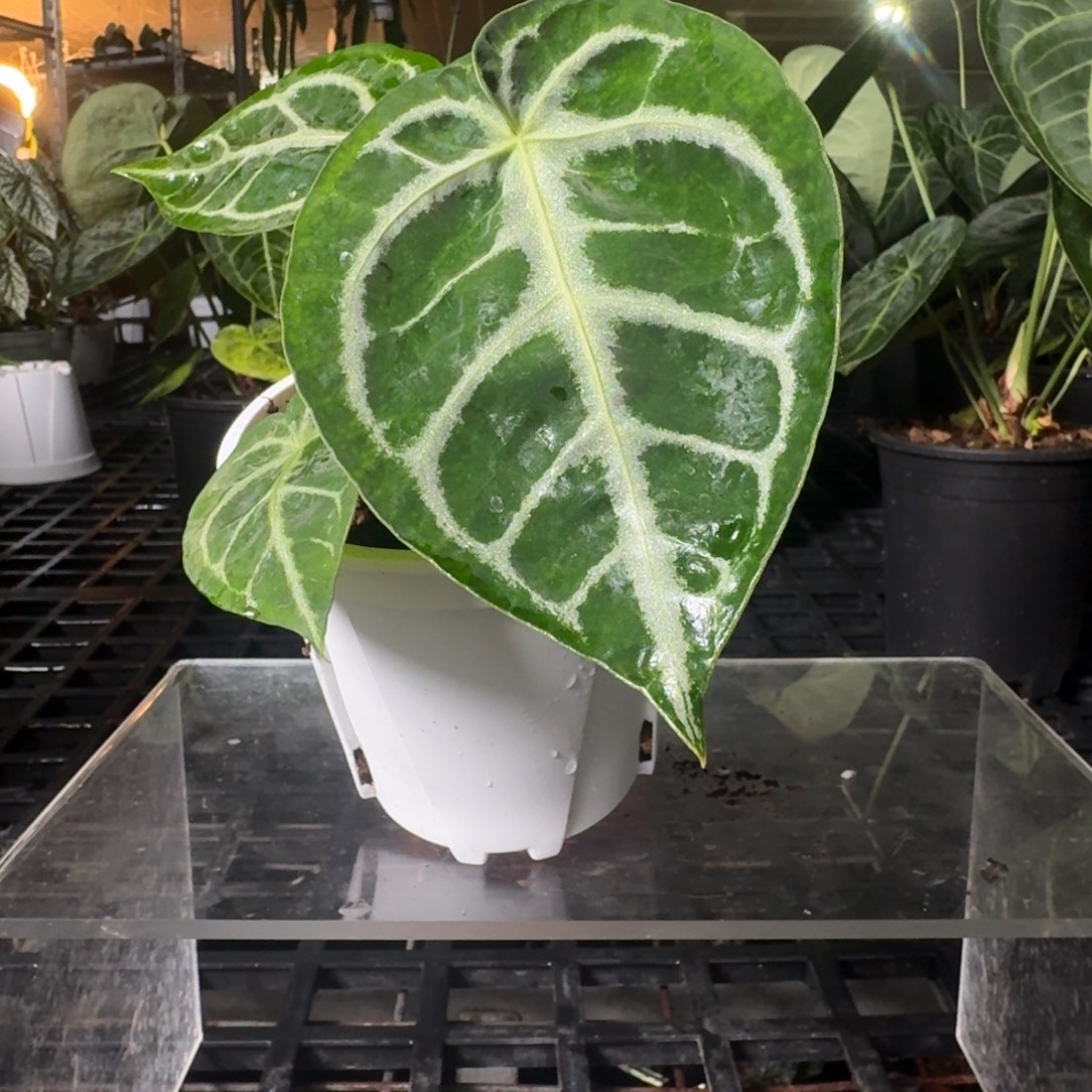 完全开放skg银杂撕裂纹P18