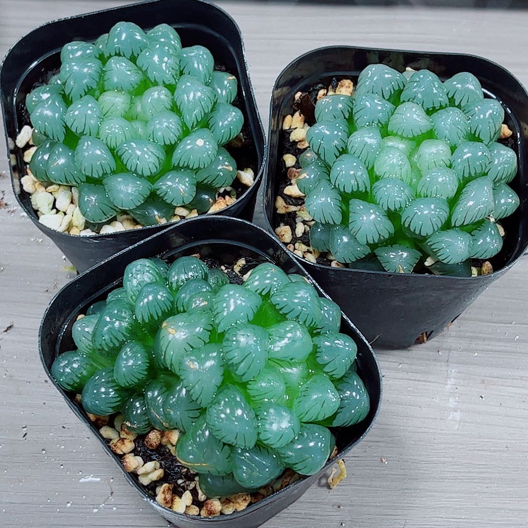 冰灯玉露一勿一拍