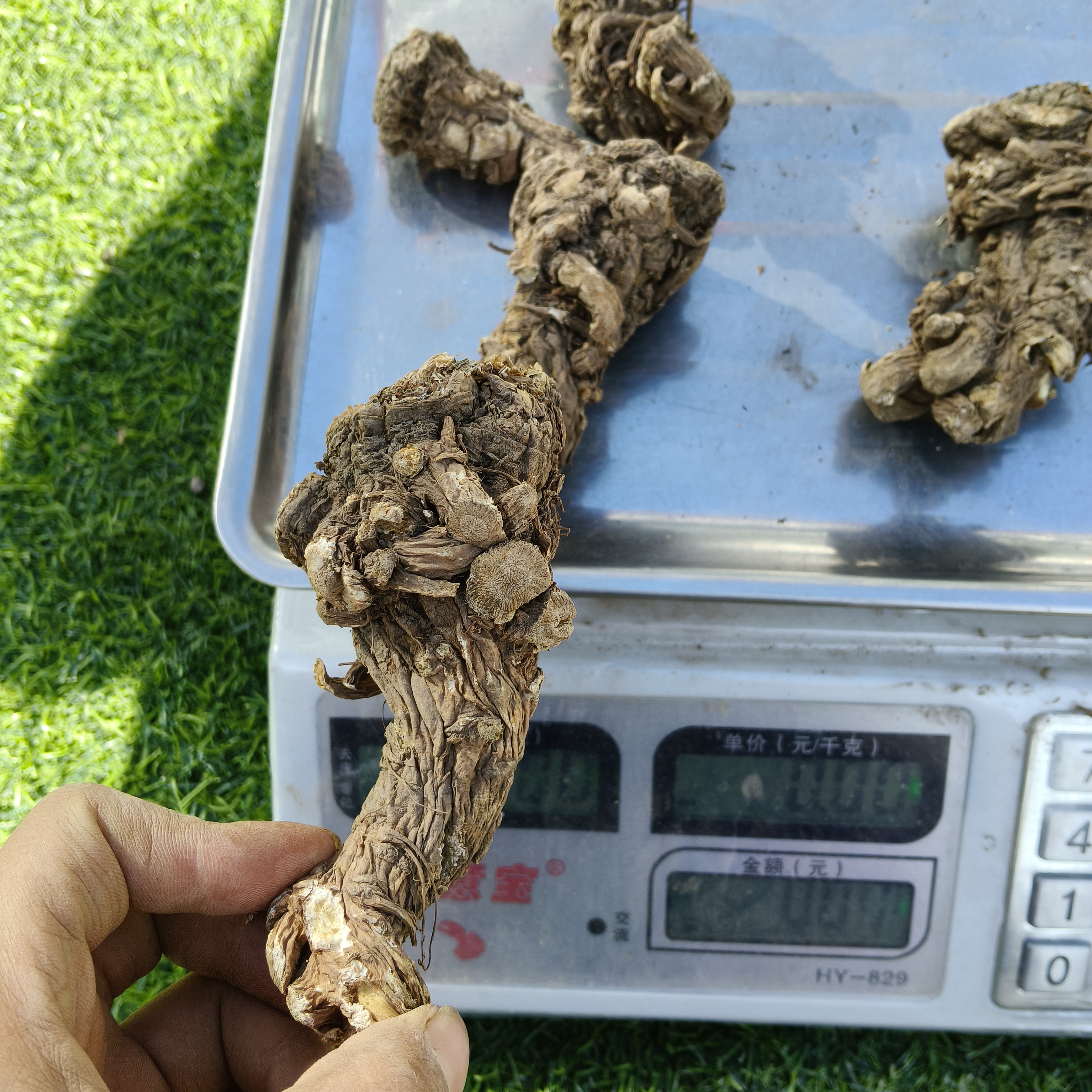 甘肃岷县当归头  没切片可煲汤炖肉泡水