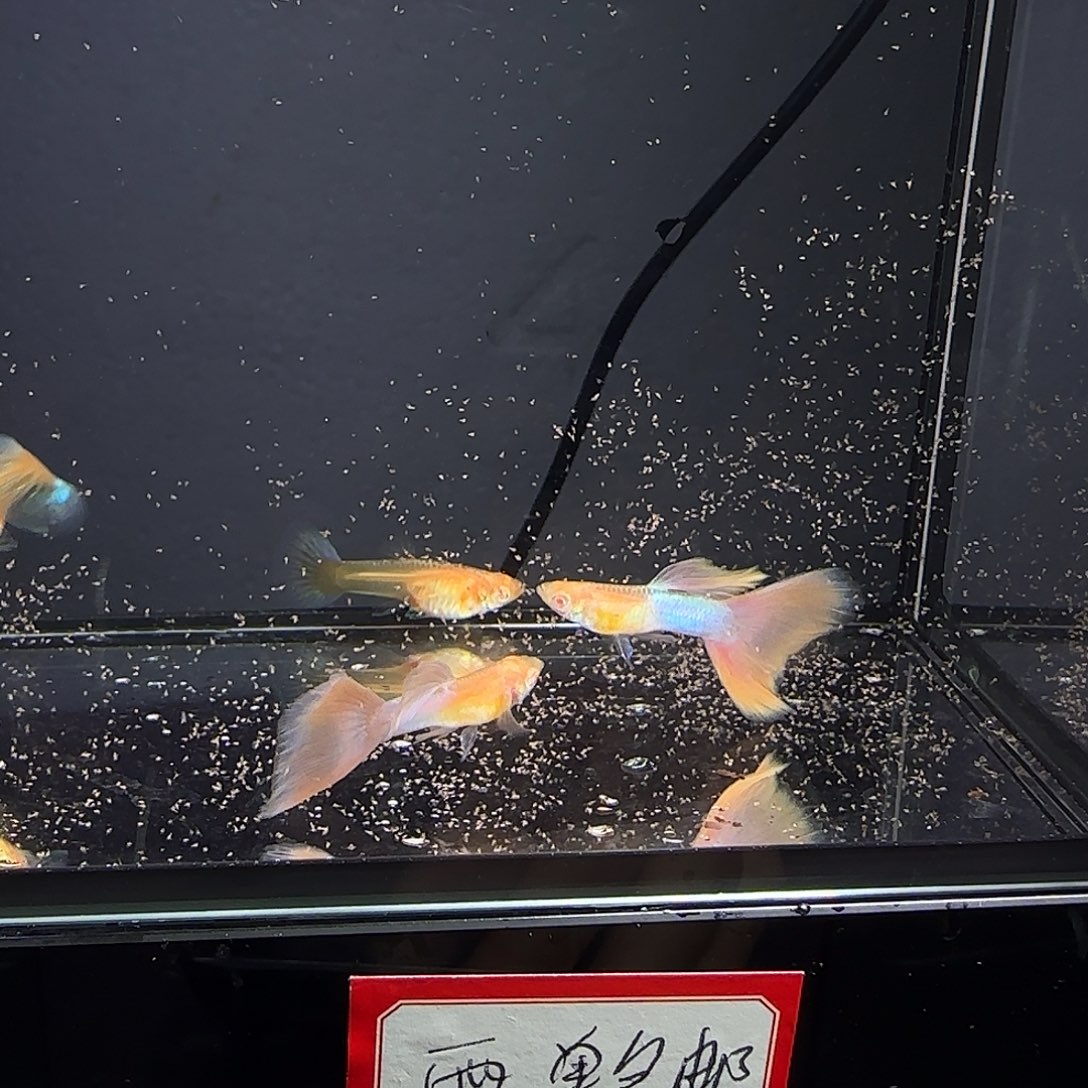 孔雀鱼天使彩虹两对