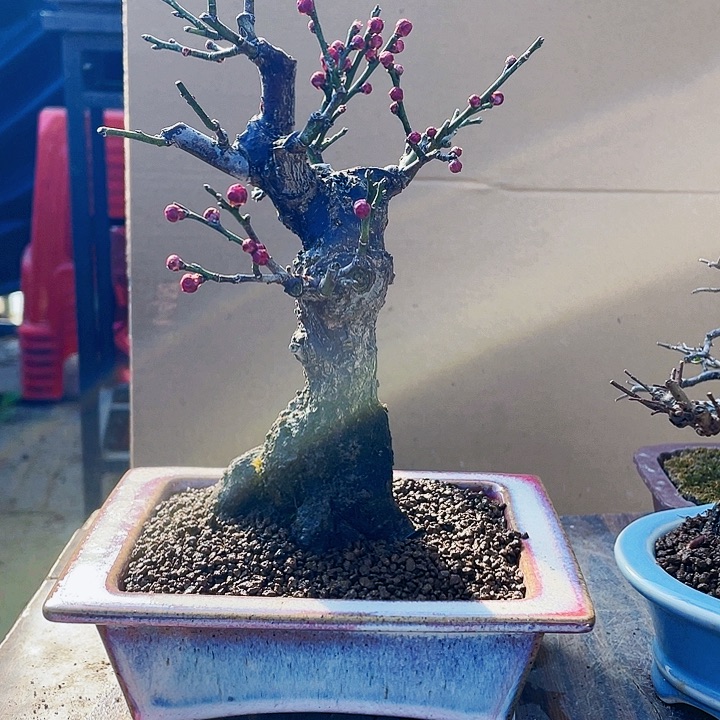 无花朵梅花小品阳台好养精品