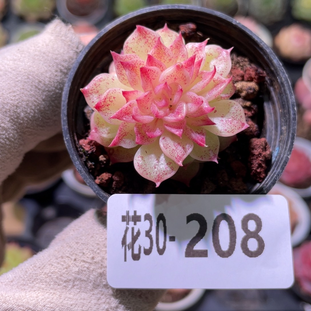 花利美30-208麦秆