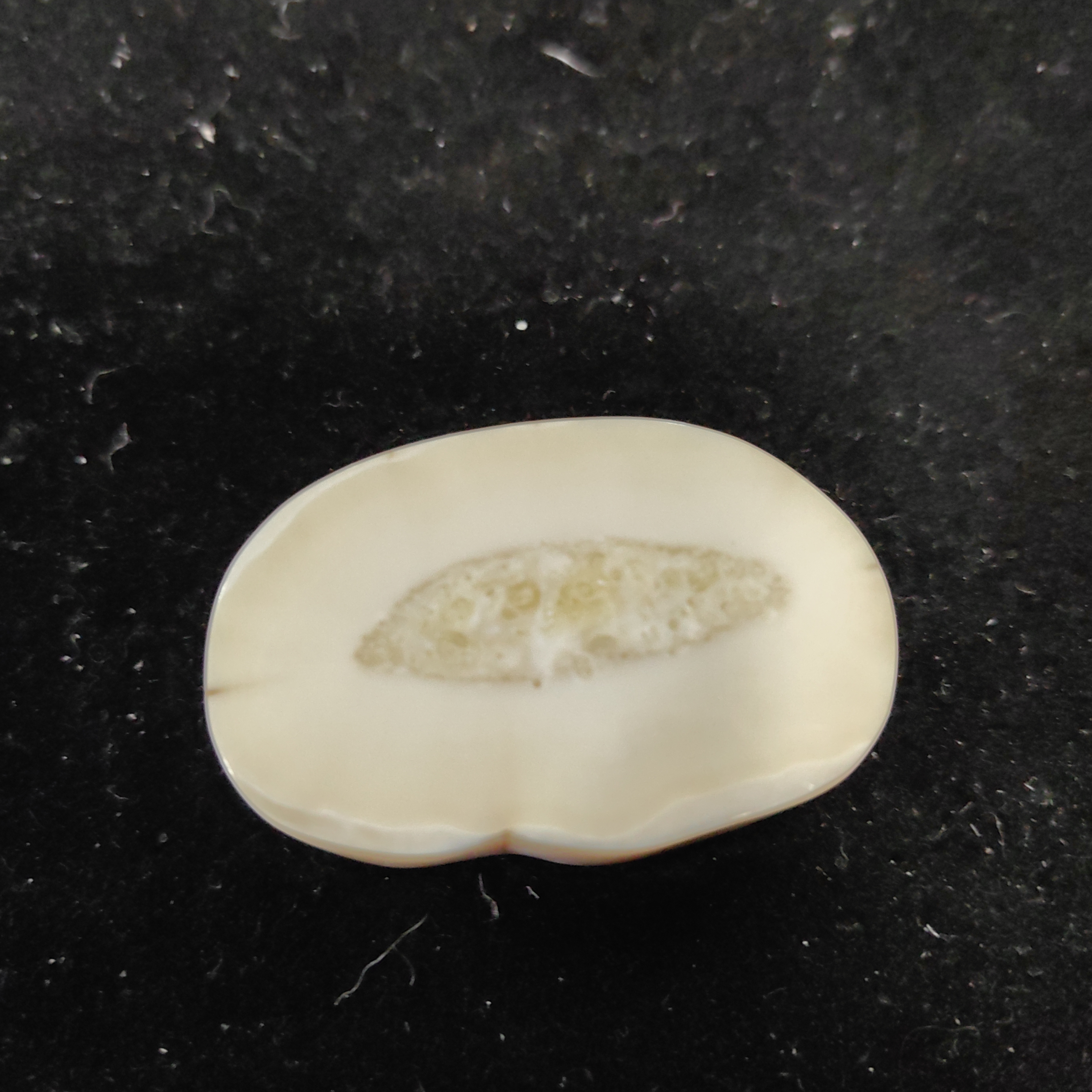 猛犸猛犸虬饼子WT491