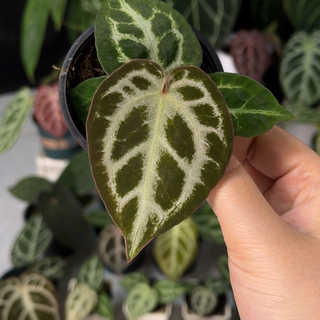 不开花植物黑刷子杂红