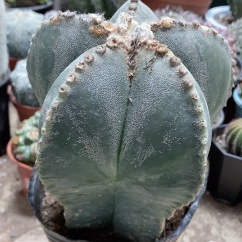 超大五角仙人球40米仙人球