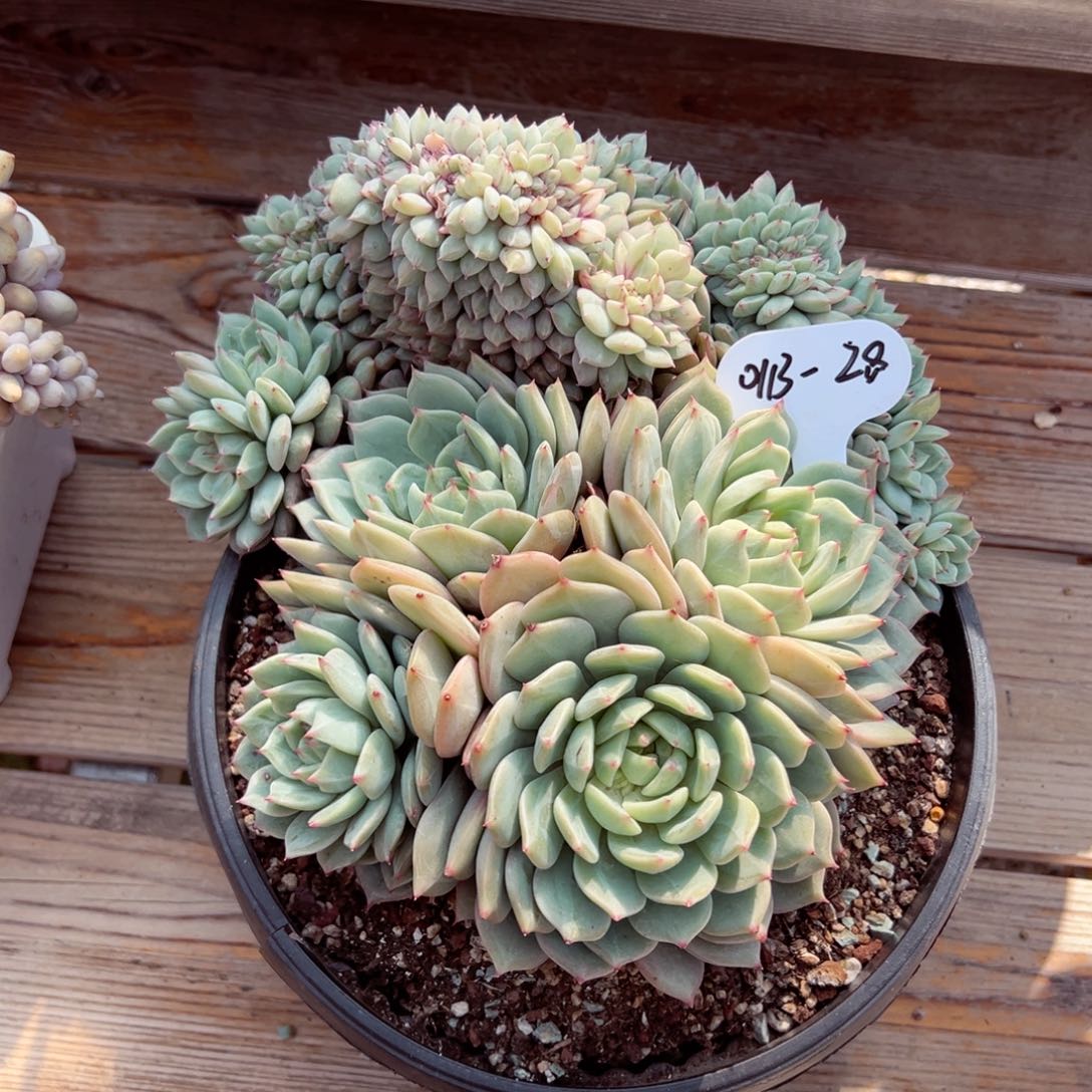 芣**一0113-28蓝眼睛母本 缀