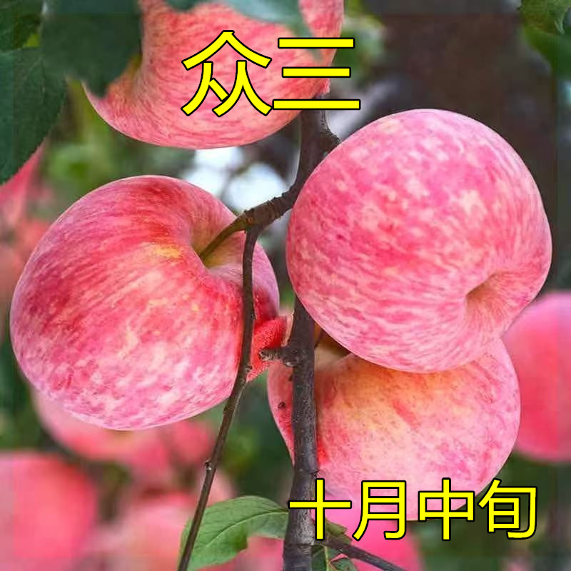 嫁接苹果树苗众成三号苹果树苗众成早熟晚熟苹果嫁接树苗南北方
