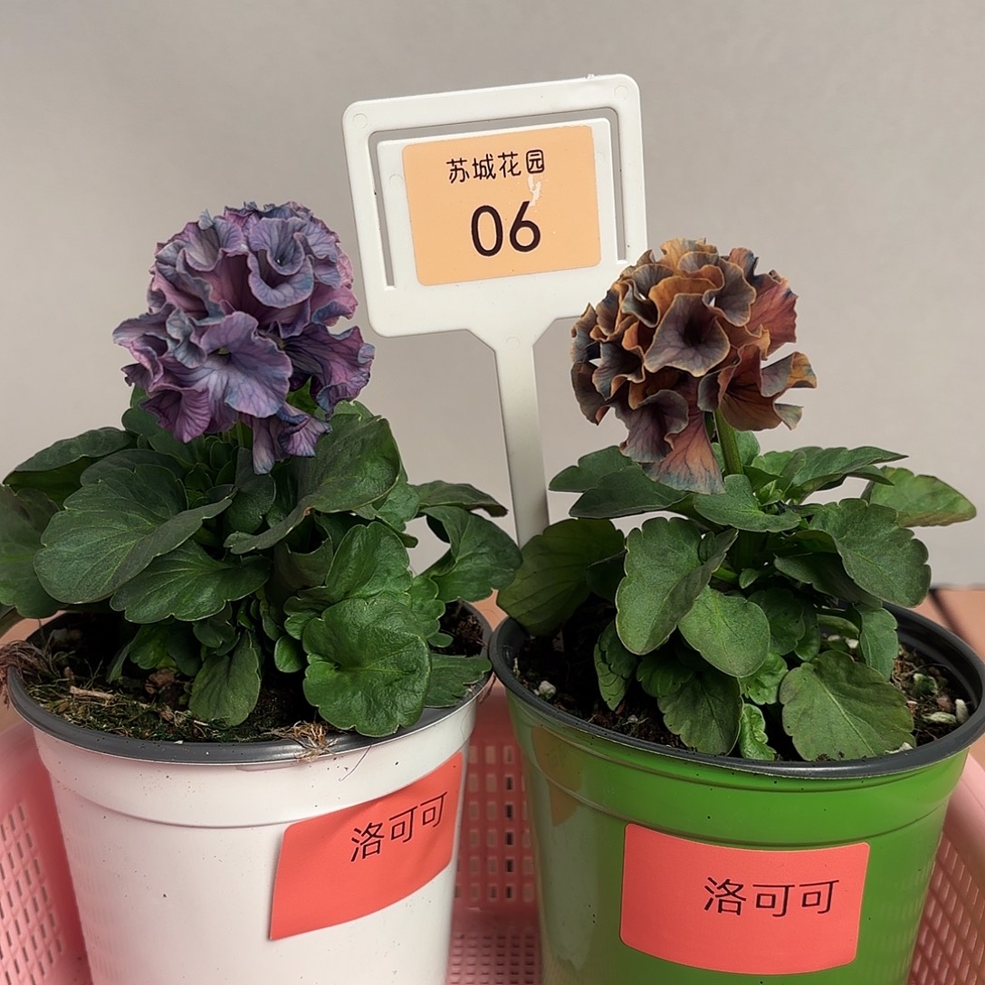 大部分开放少量花苞06