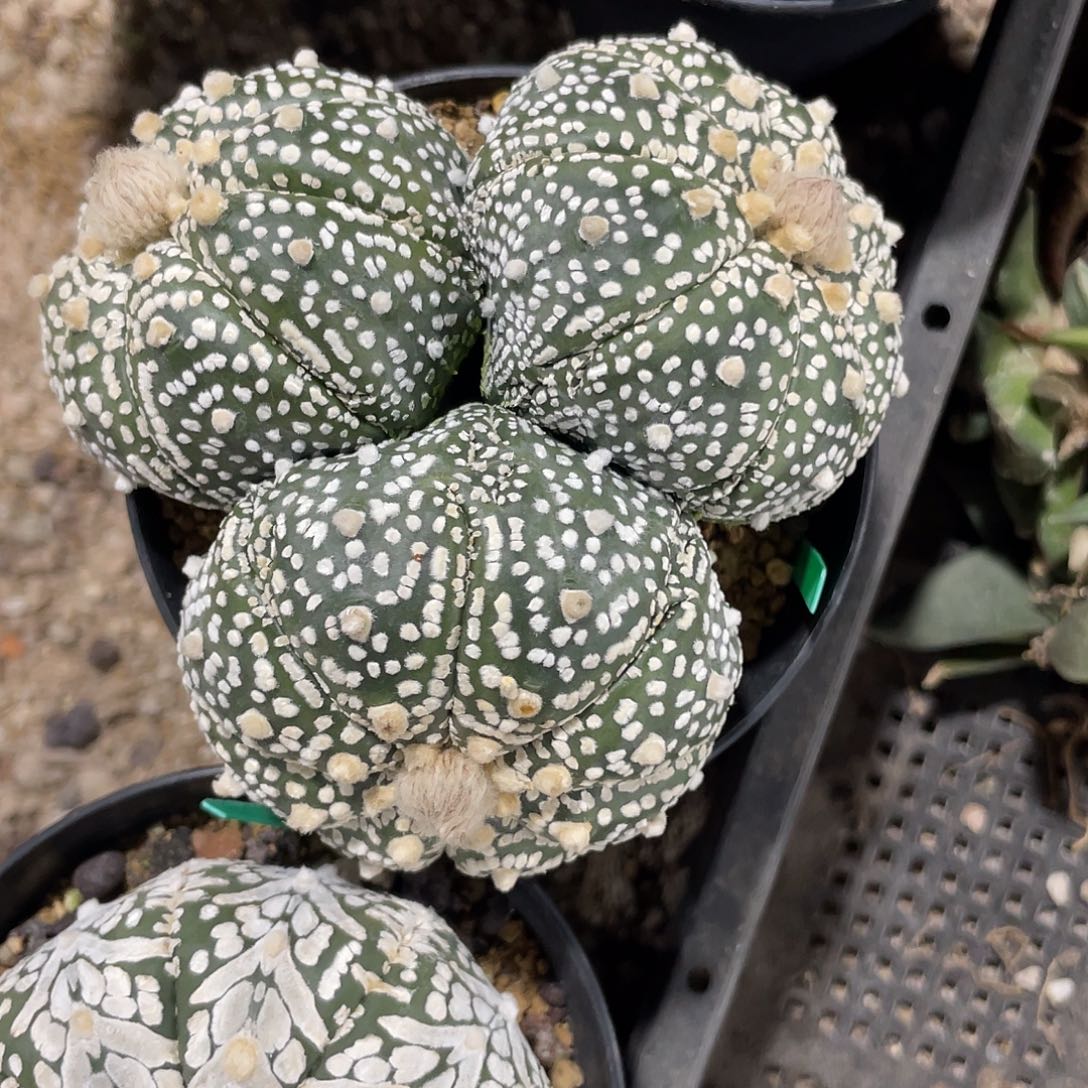 完全开放啥**是特价1 95