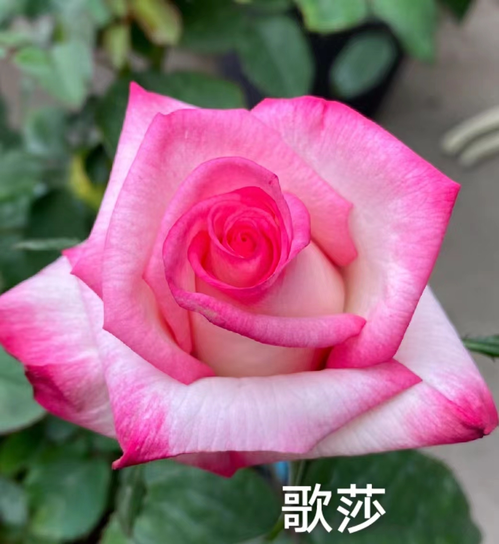 歌莎根接大苗浓香月季