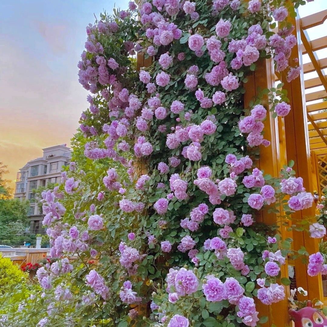 80-100厘米【蓝色阴雨】多头开花藤本月季多季节重复开花好养易活