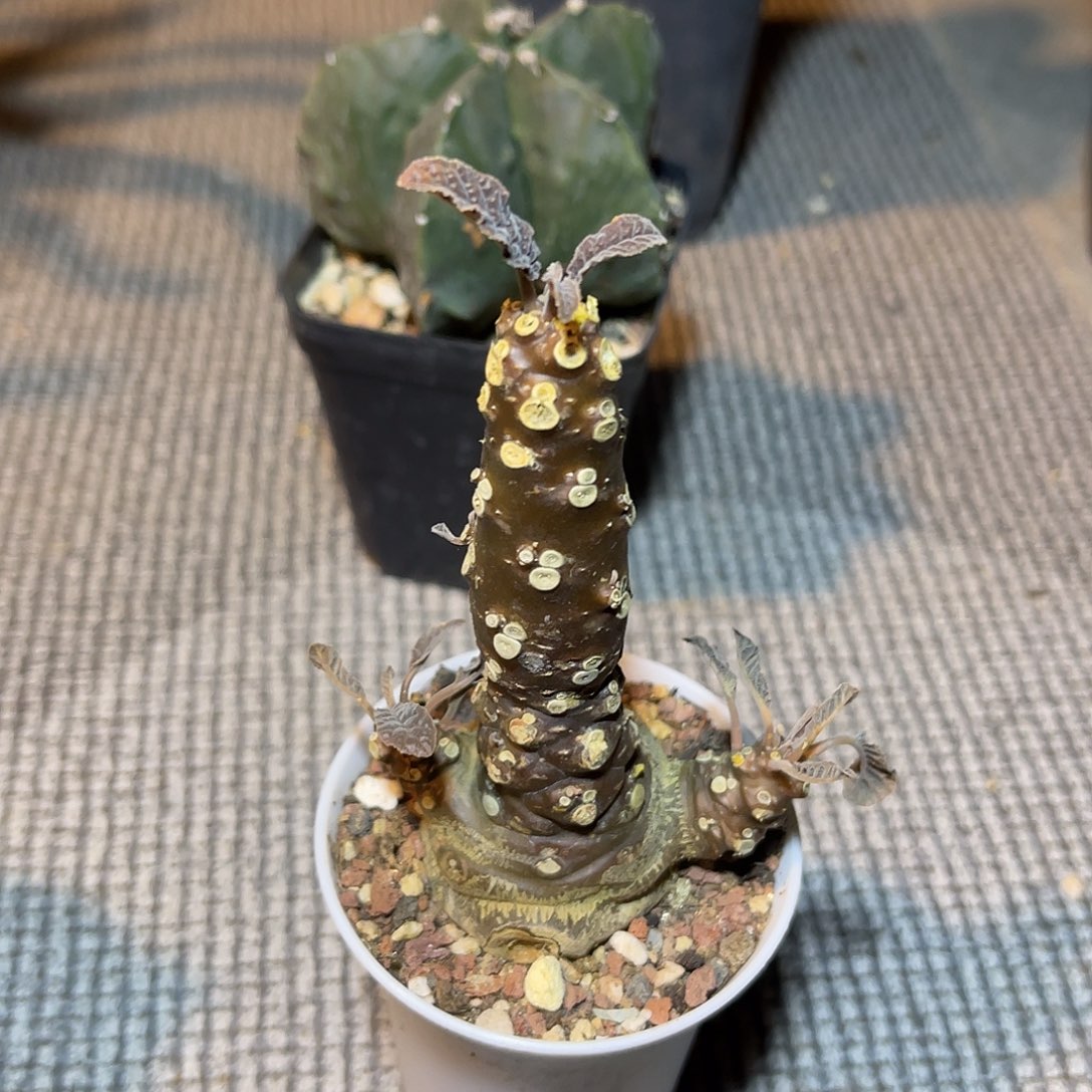 实生琉桑一物一拍