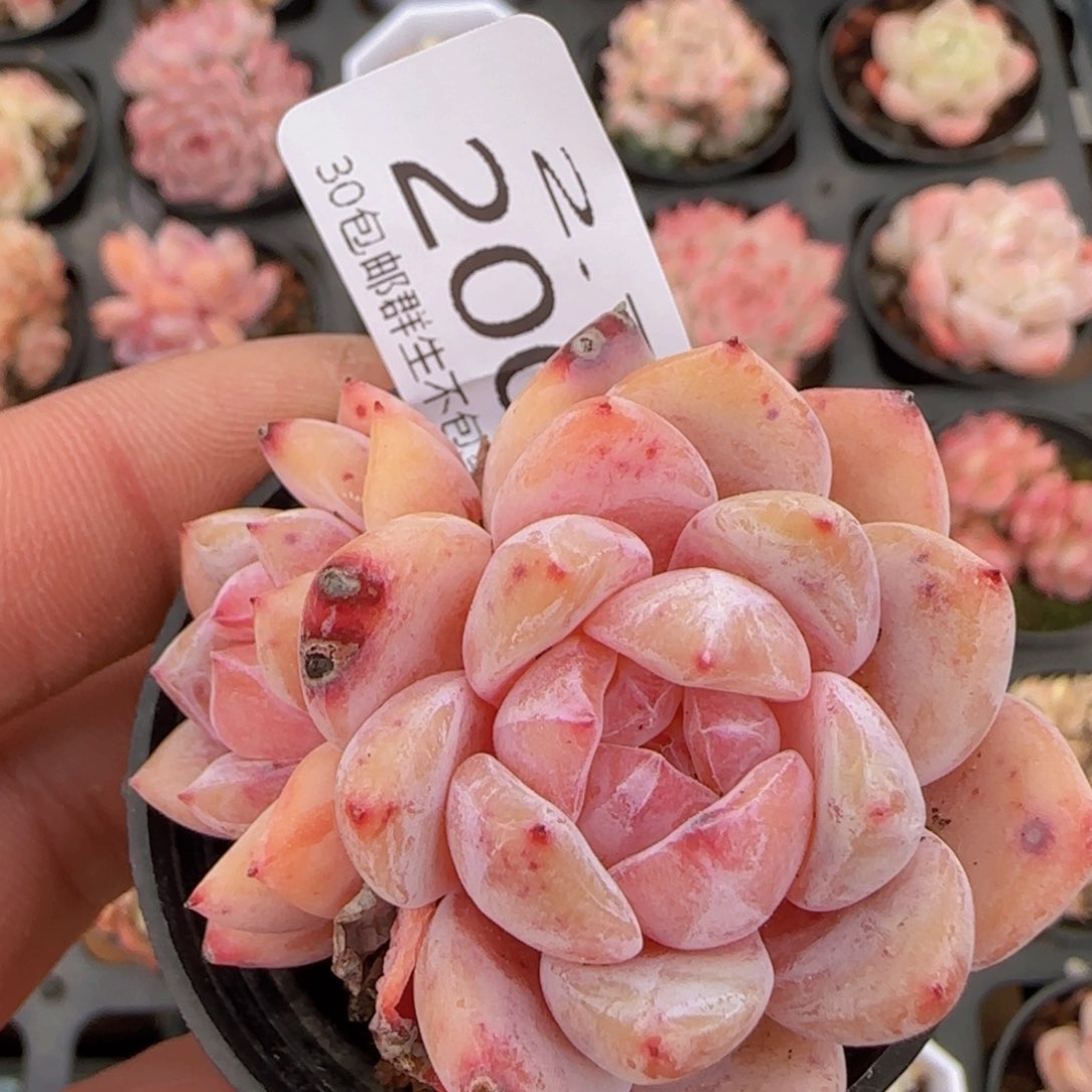 雪天使双头一颗脱土发货