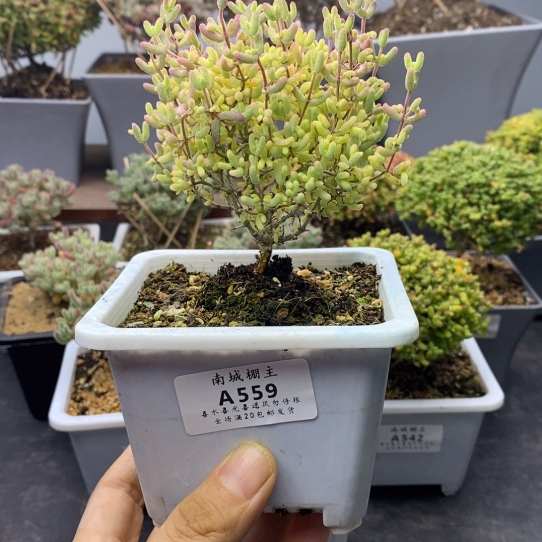 559米粒锦枝干番杏