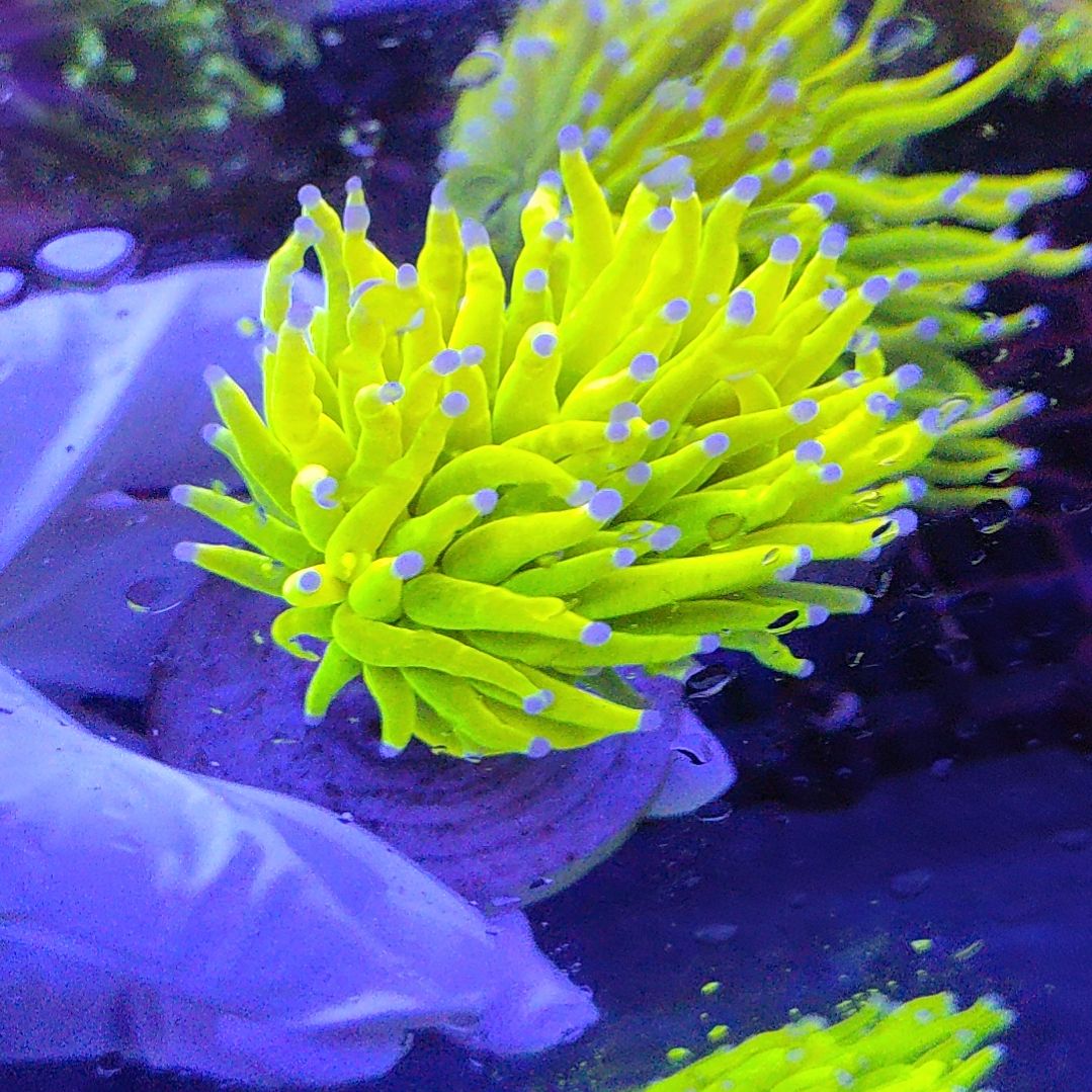 智海海洋珊瑚 不支持退货不包邮