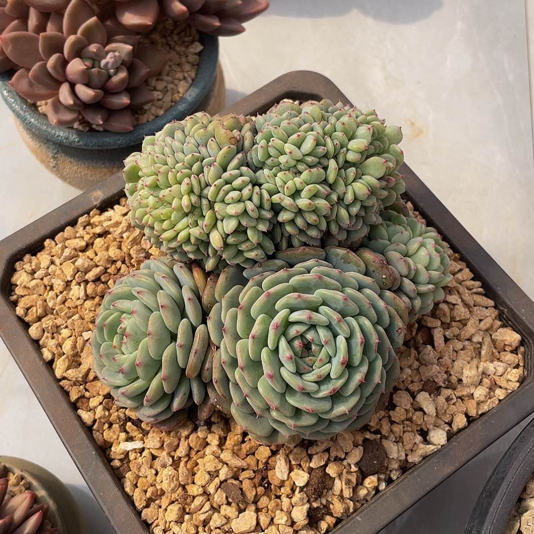 白胖子多肉多肉多肉