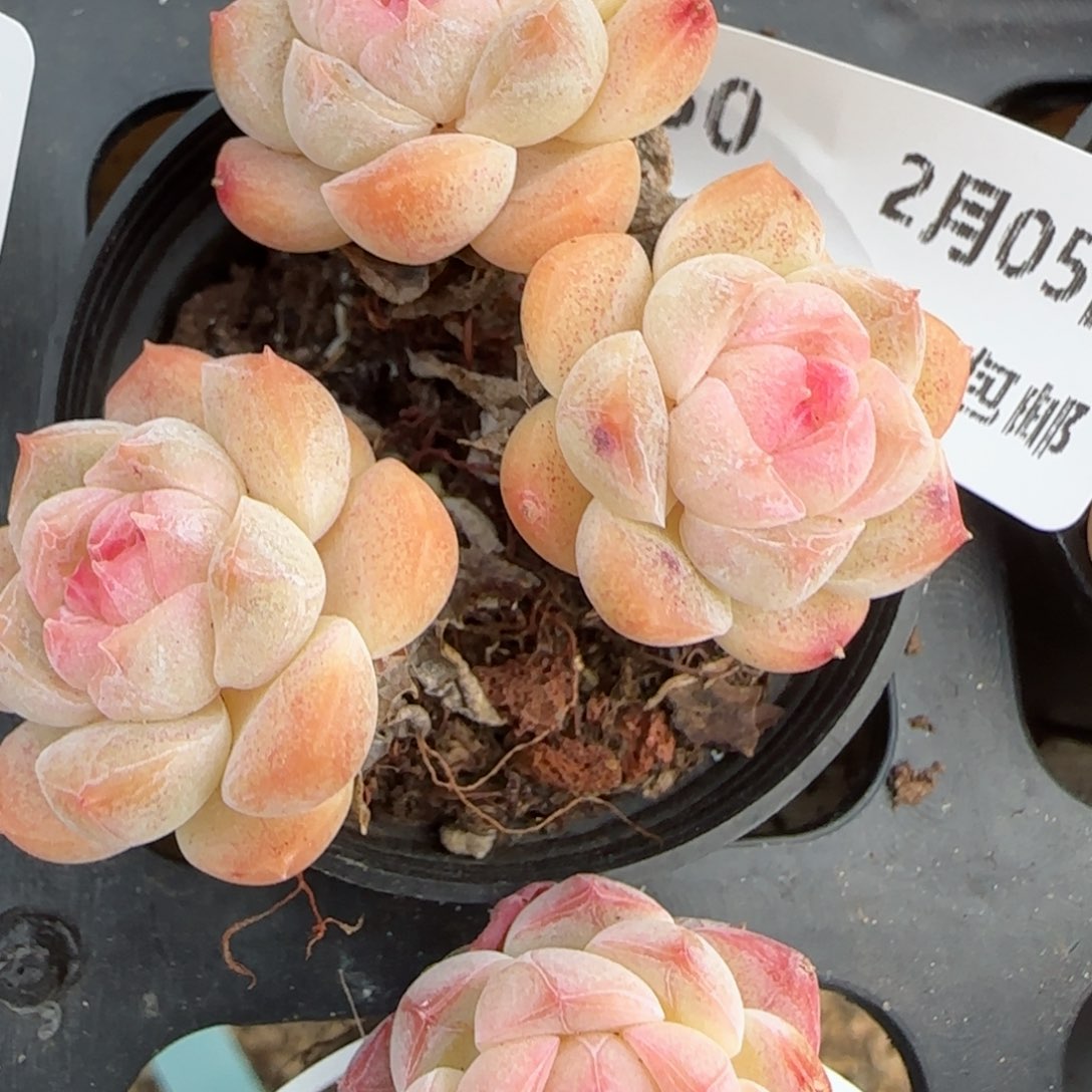 花语逸镜0205-50